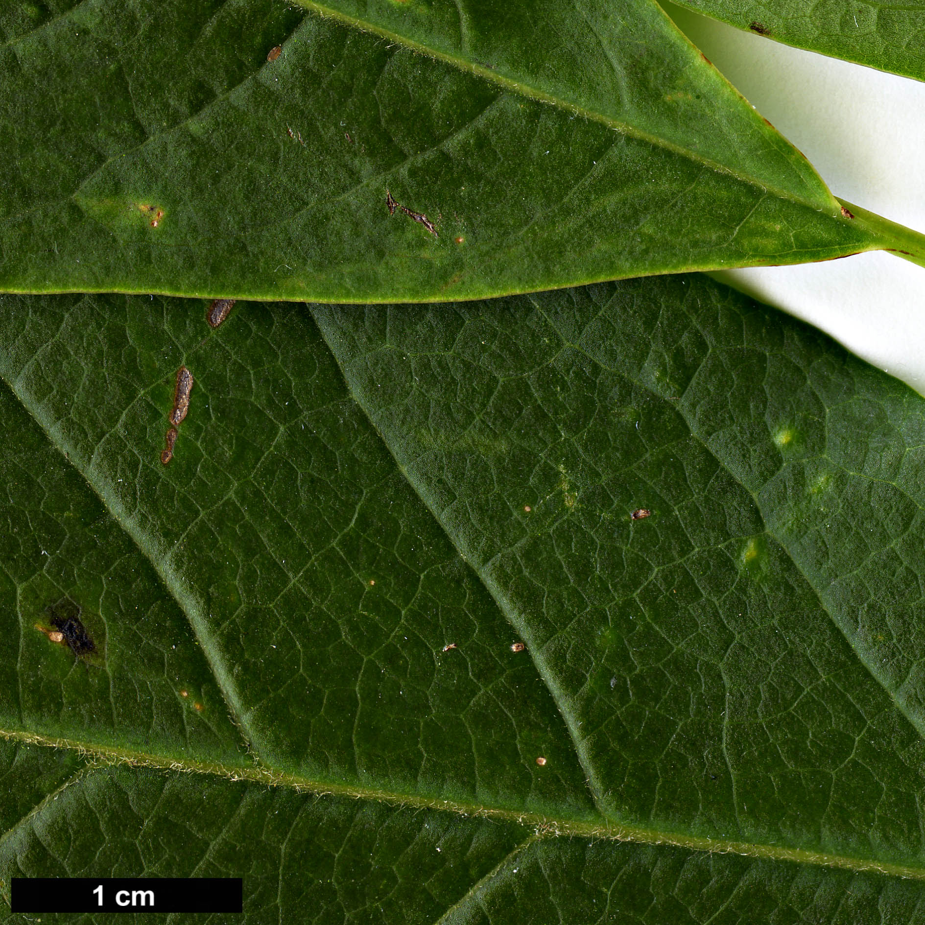 High resolution image: Family: Magnoliaceae - Genus: Magnolia - Taxon: sprengeri - SpeciesSub: var. sprengeri